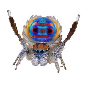 website peacock spider 2