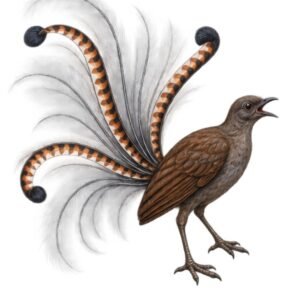 Lyrebird website lyrebird